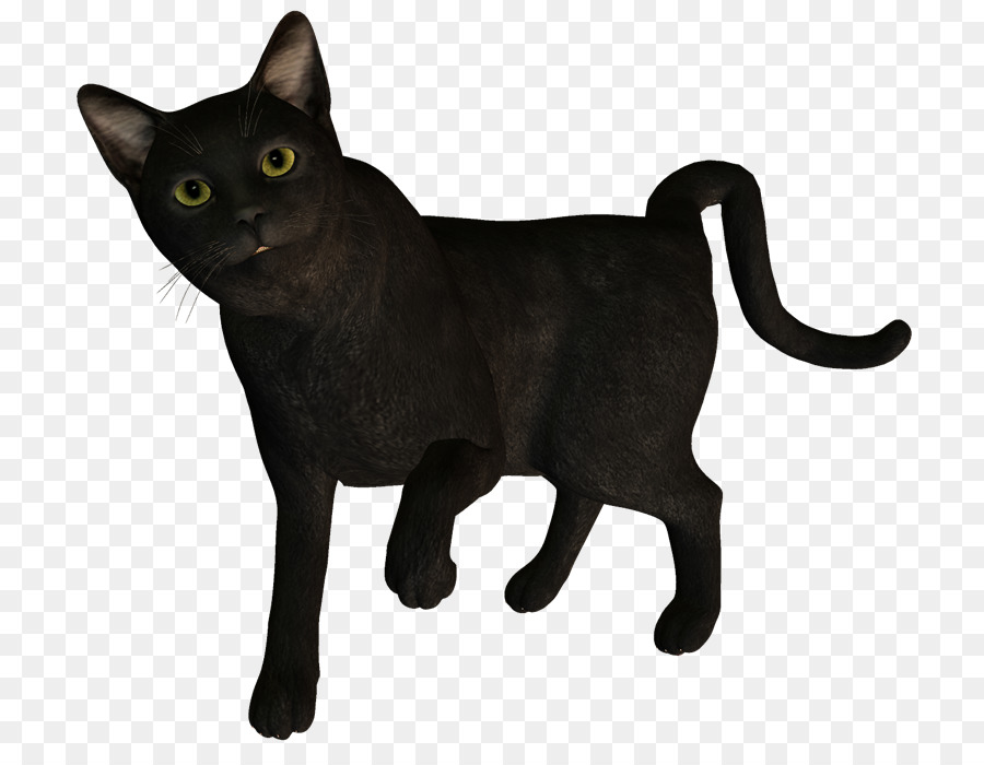 Korat，Gato Negro PNG