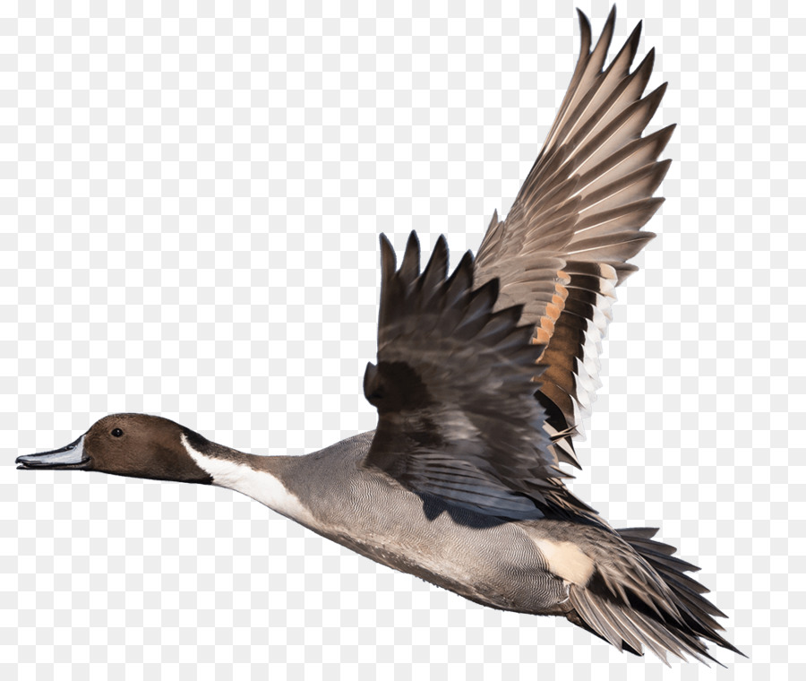 Pato，Ganso PNG