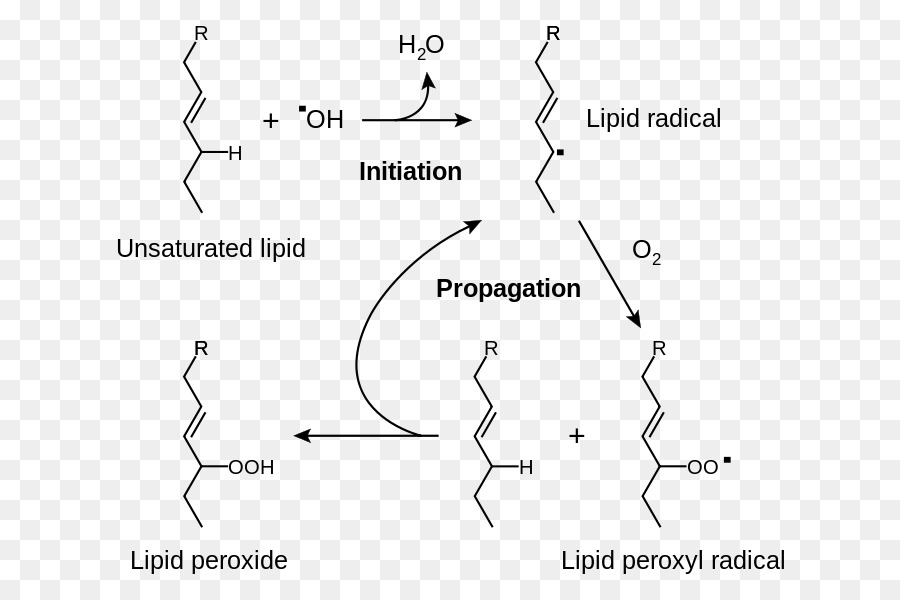 Peroxidación Lipídica，Lípido PNG