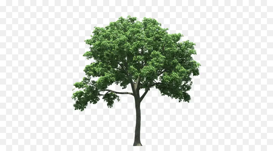 Árbol，Hojas PNG