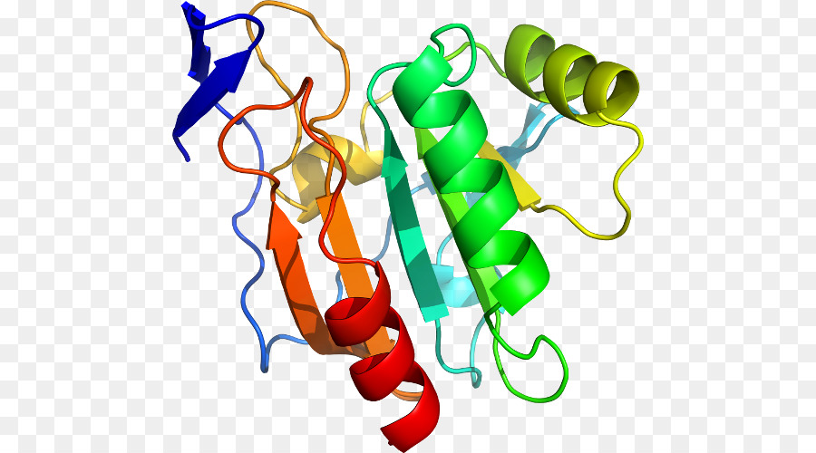 Estructura De La Proteína，Molécula PNG