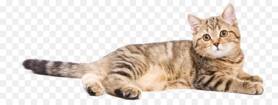 Toyger，Gatito PNG