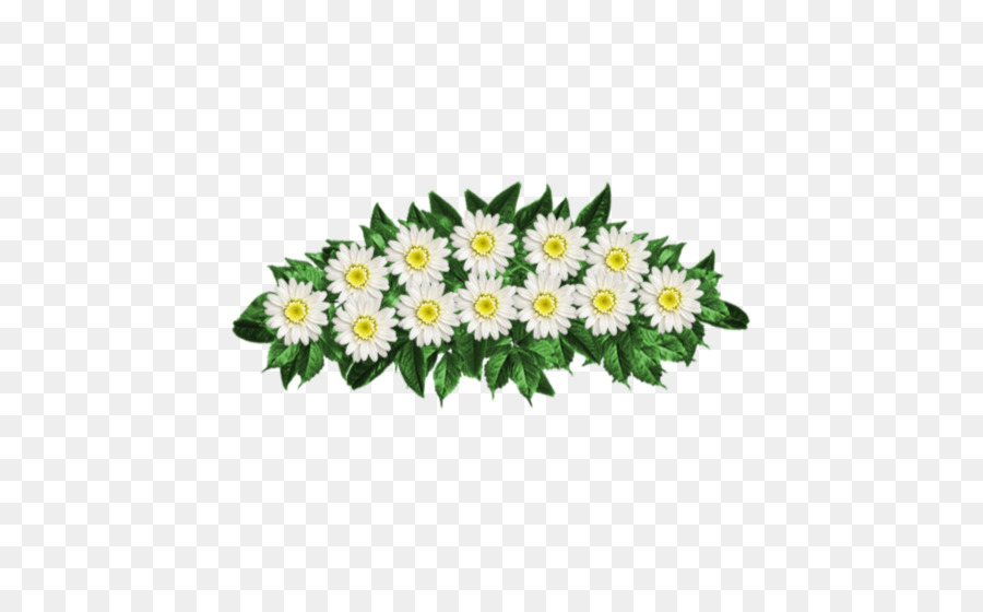 Común Daisy，Crisantemo PNG