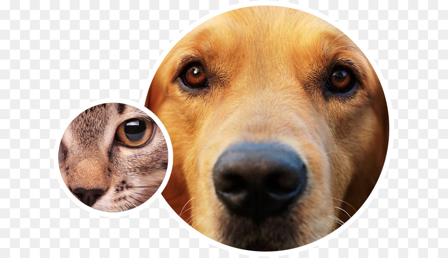 Animal De Cuidado De Los Ojos，Perro PNG