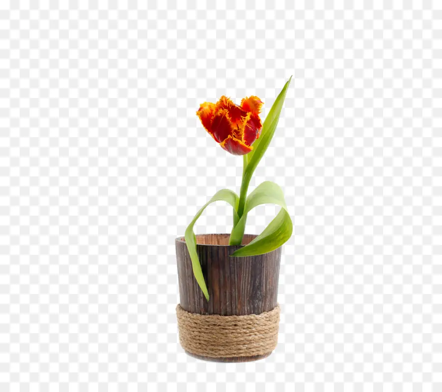 Tulip，Maceta PNG