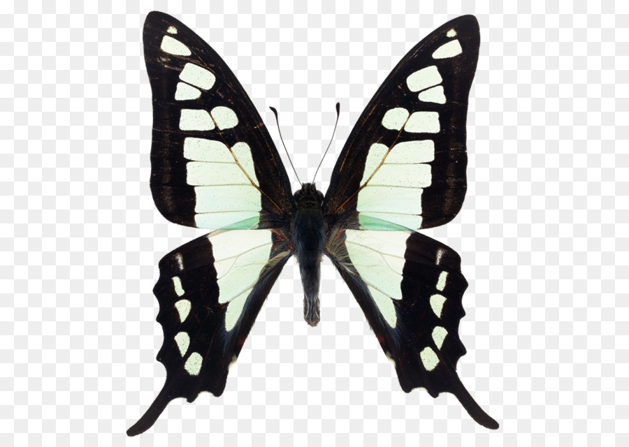 Mariposa，Mariposas Con Pincel PNG