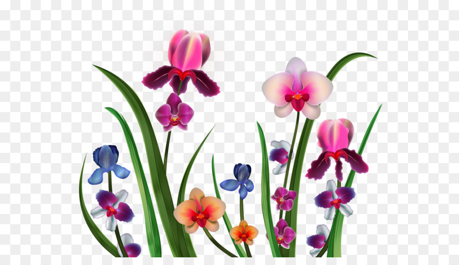 Las Orquídeas，Las Flores Cortadas PNG