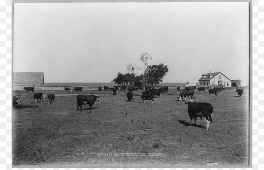 Sí Ranch，Rancho PNG