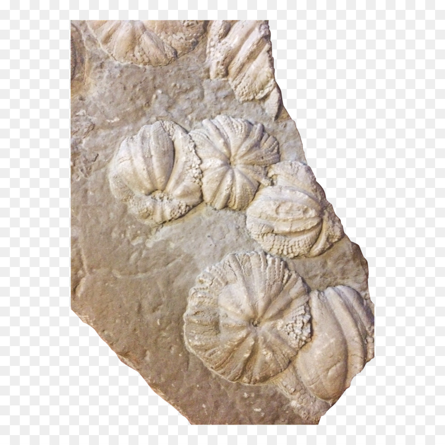 Talla De Piedra，Del Siglo 19 PNG