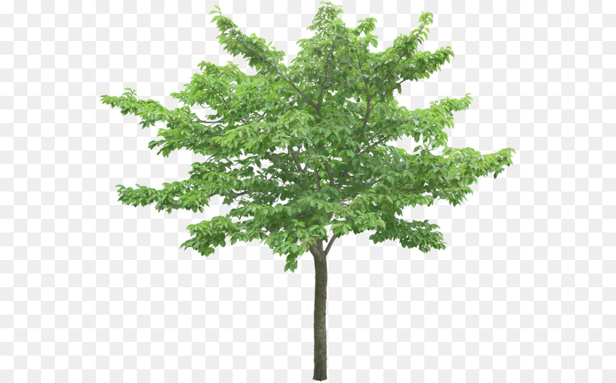 árbol Verde，Planta PNG