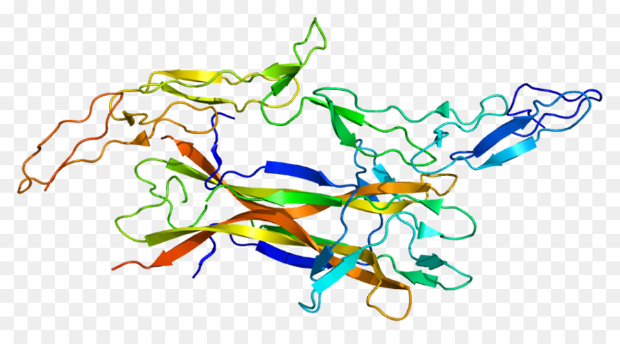 Factor De Crecimiento Nervioso，Lowaffinity Nervio Receptor Del Factor De Crecimiento PNG