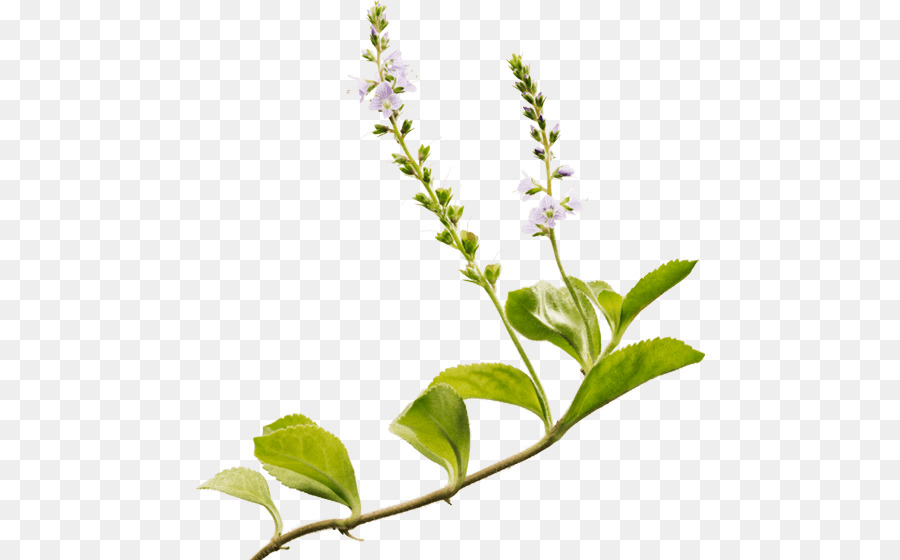 Planta Con Flores，Hojas PNG