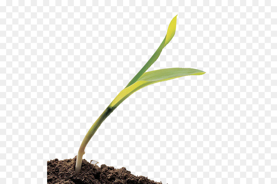 Planta De Semillero，Brotar PNG