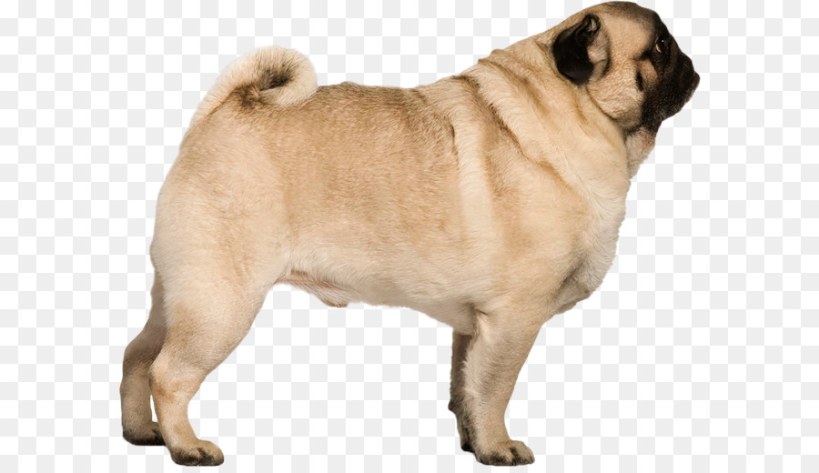 Pug，Cachorro PNG