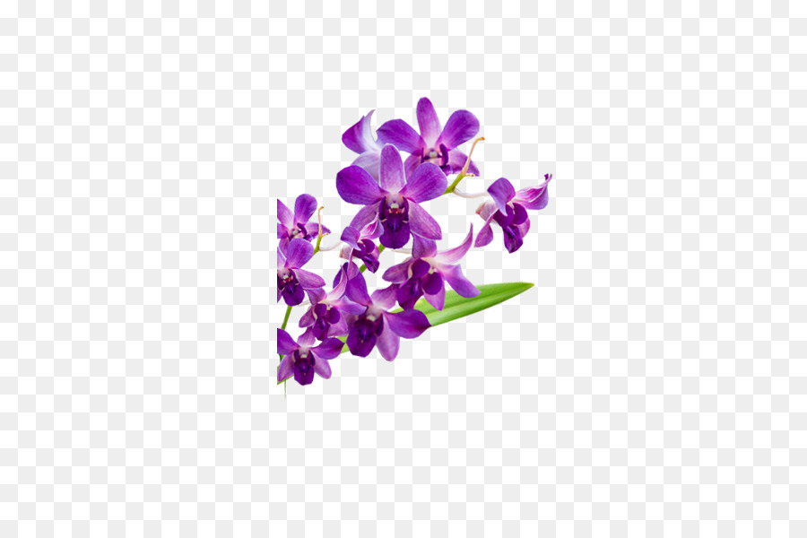 Violeta，La Polilla De Las Orquídeas PNG