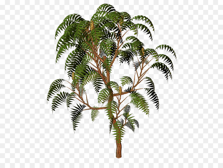 Árbol，Hojas PNG