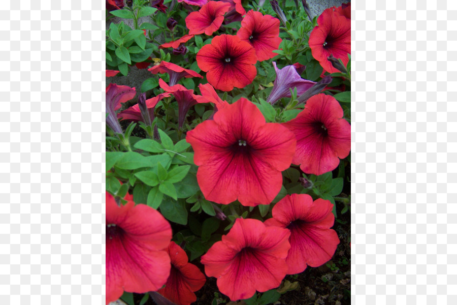 Petunia，Jardín Petunia PNG