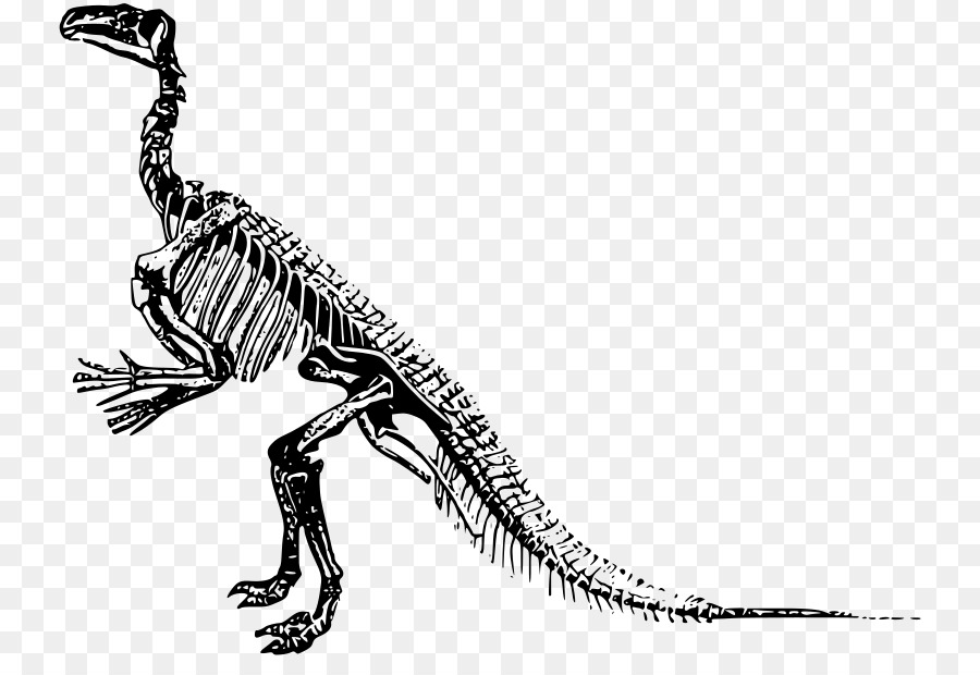 Tyrannosaurus，Velociraptor PNG