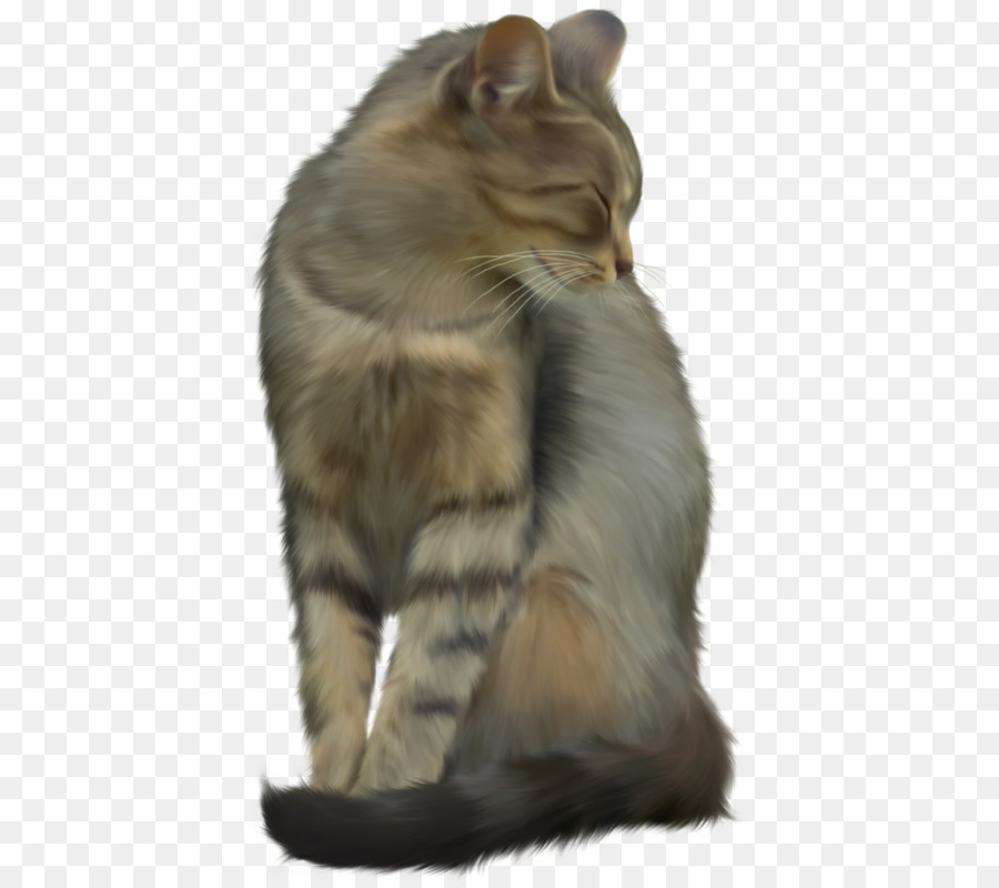 Gato，Gatito PNG