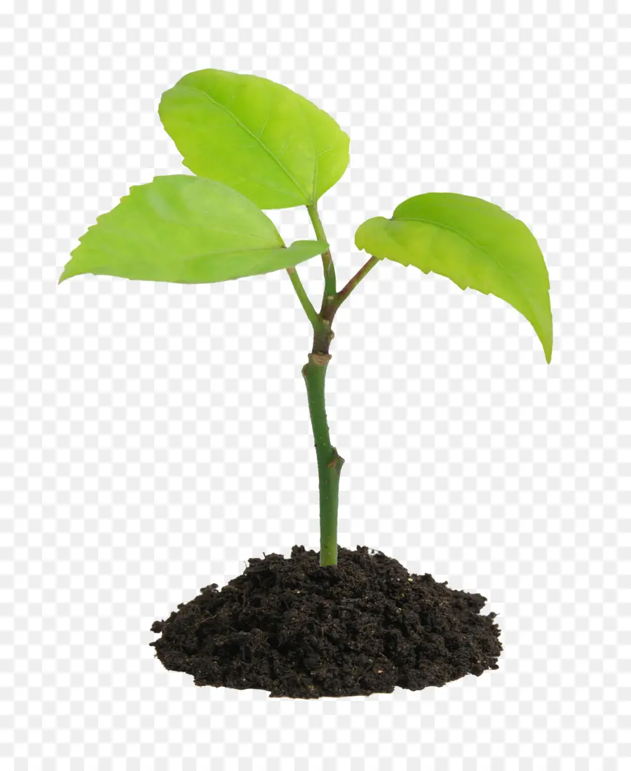 Planta，Una Fotografía De Stock PNG