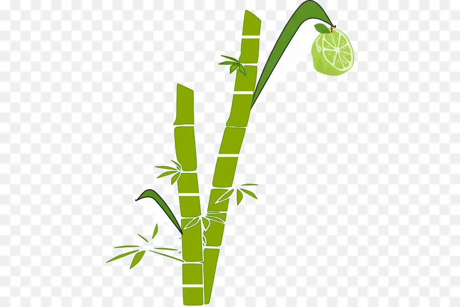 Sugarcane，Tallo De La Planta PNG