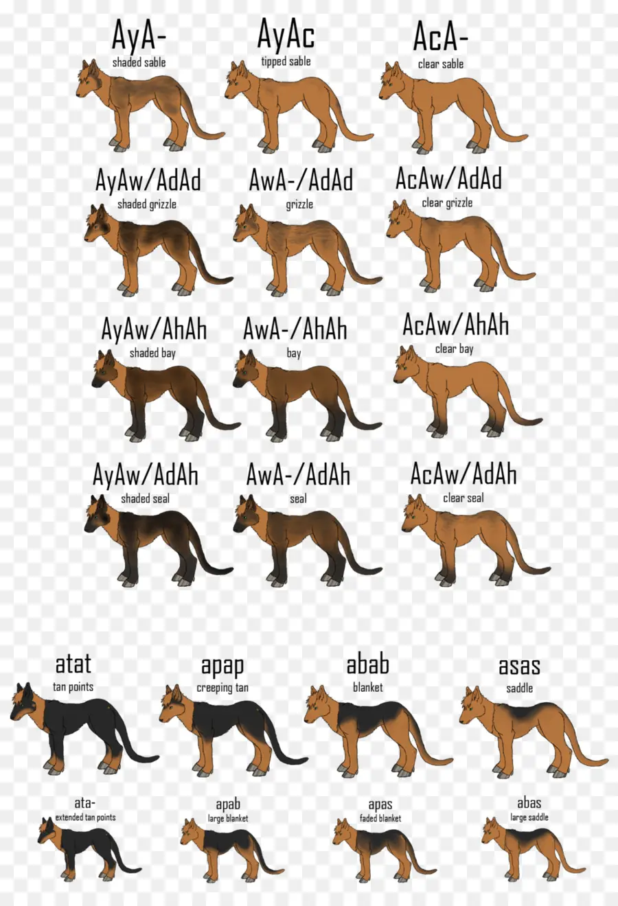 Patrones De Abrigos Para Perros，Perro PNG