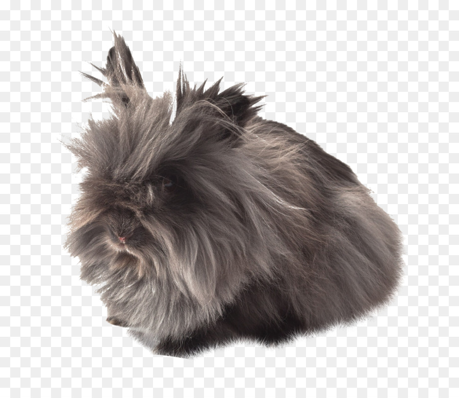 Nacionales De Conejo，Affenpinscher PNG