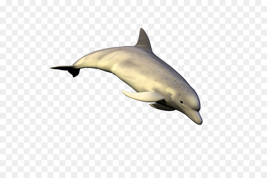 Delfín Listado，Común Delfín Nariz De Botella PNG