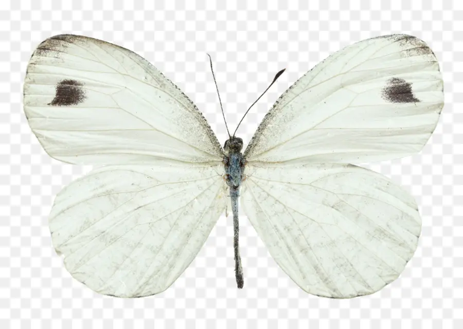 Mariposa，Alas PNG