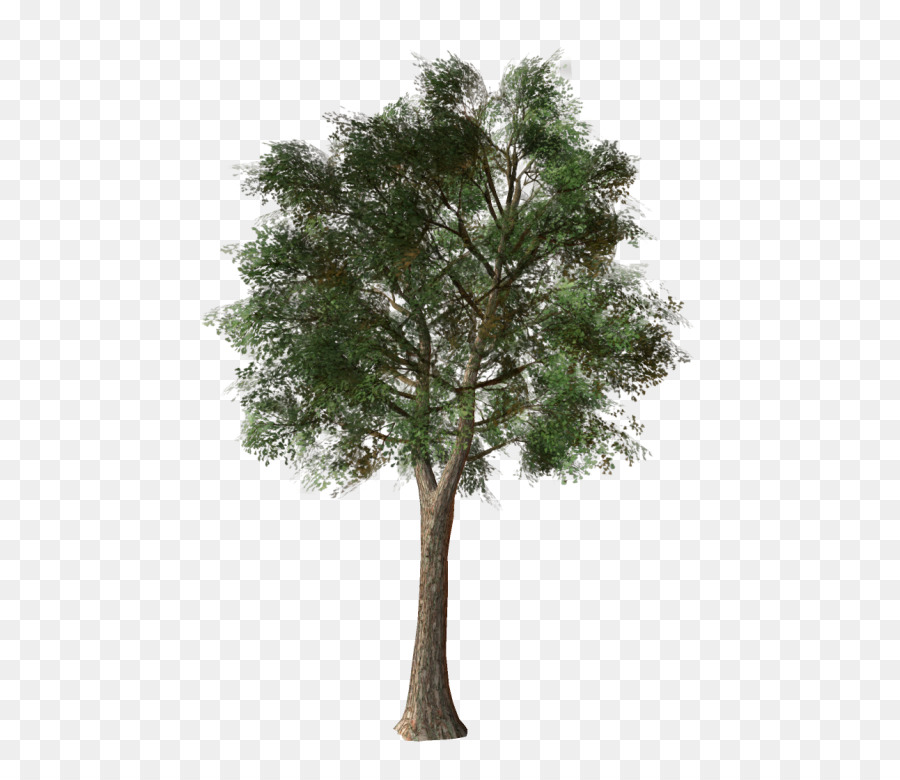 Rama，Árbol PNG