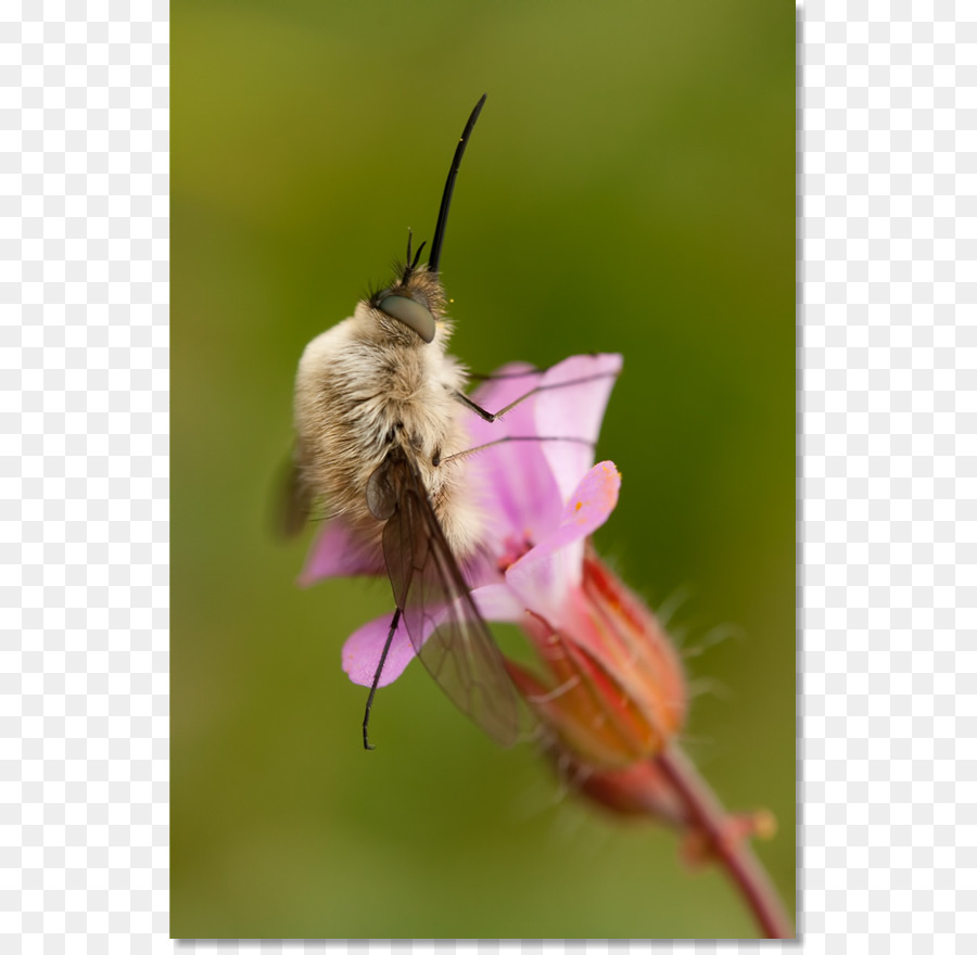 La Miel De Abeja，Abeja PNG