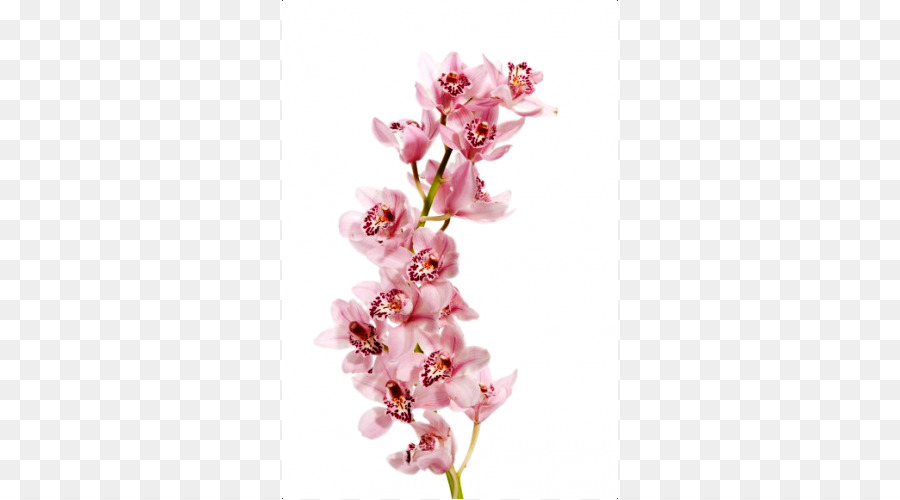 La Polilla De Las Orquídeas，Flor PNG