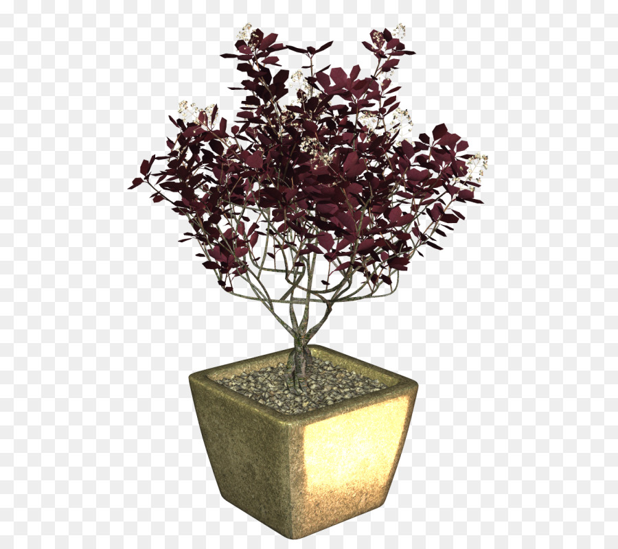 Bonsai，Maceta PNG