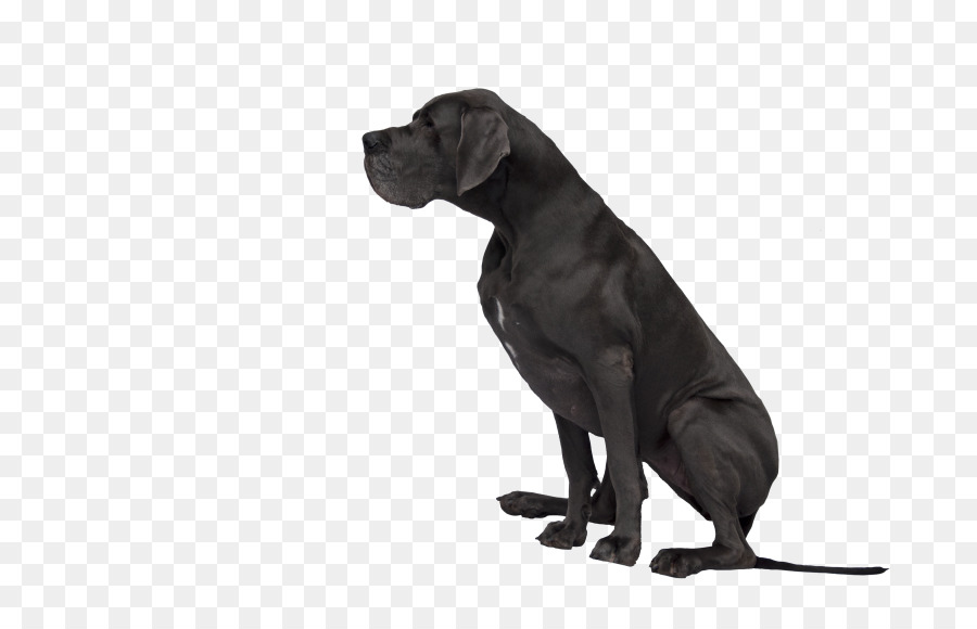 Gran Danés，Labrador Retriever PNG