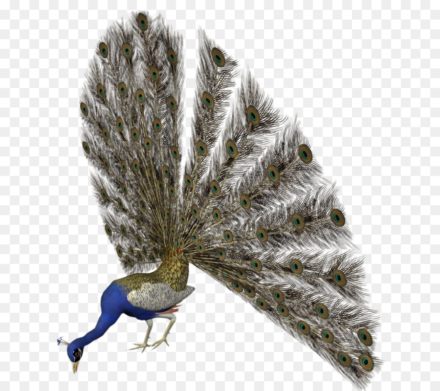 Pavo Real Con Plumas Abiertas，Vistoso PNG