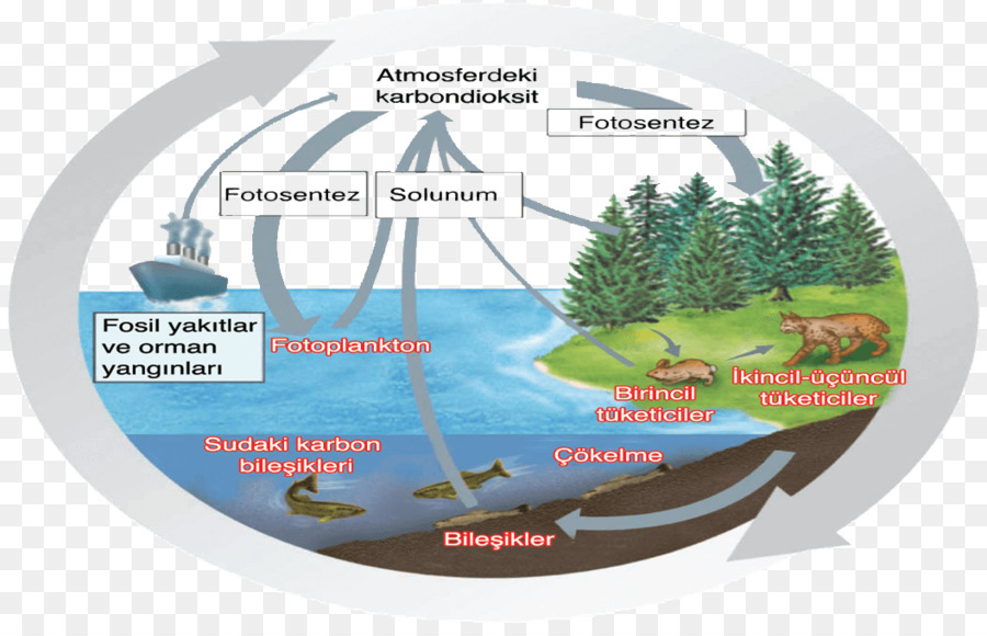 Ciclo Del Carbono，La Materia PNG