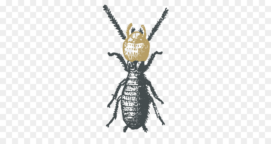 Cucaracha，Hormiga PNG