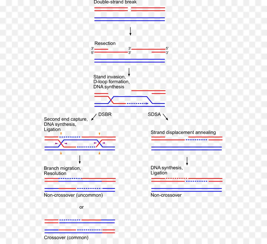 Holliday Unión，La Recombinación Genética PNG