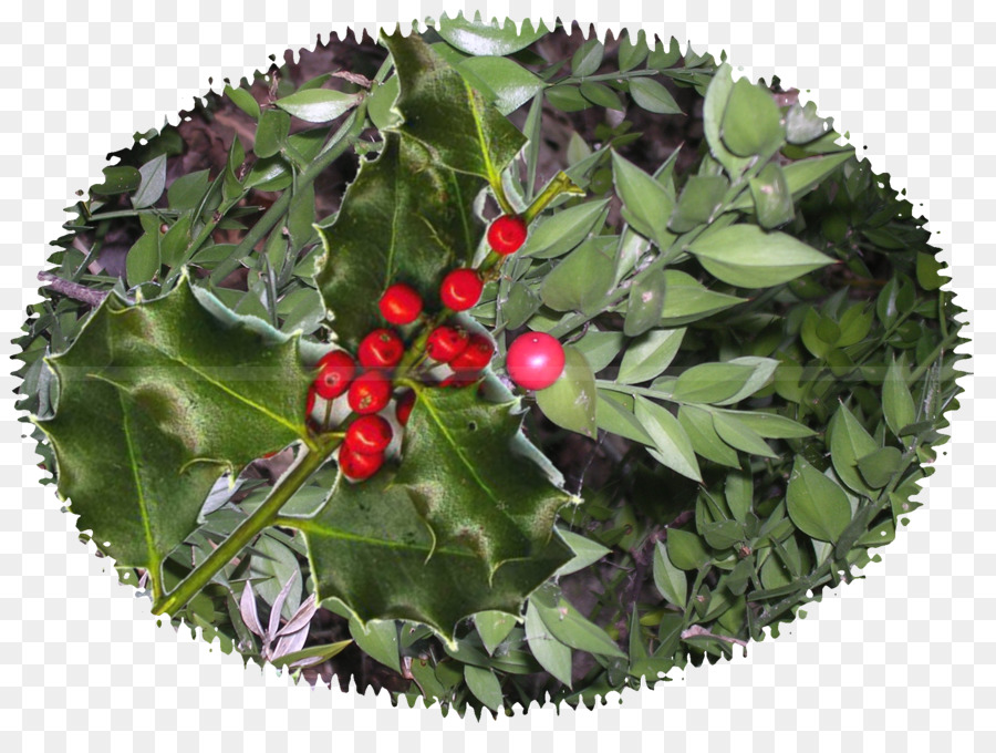 Europea De Husillo，Común Holly PNG