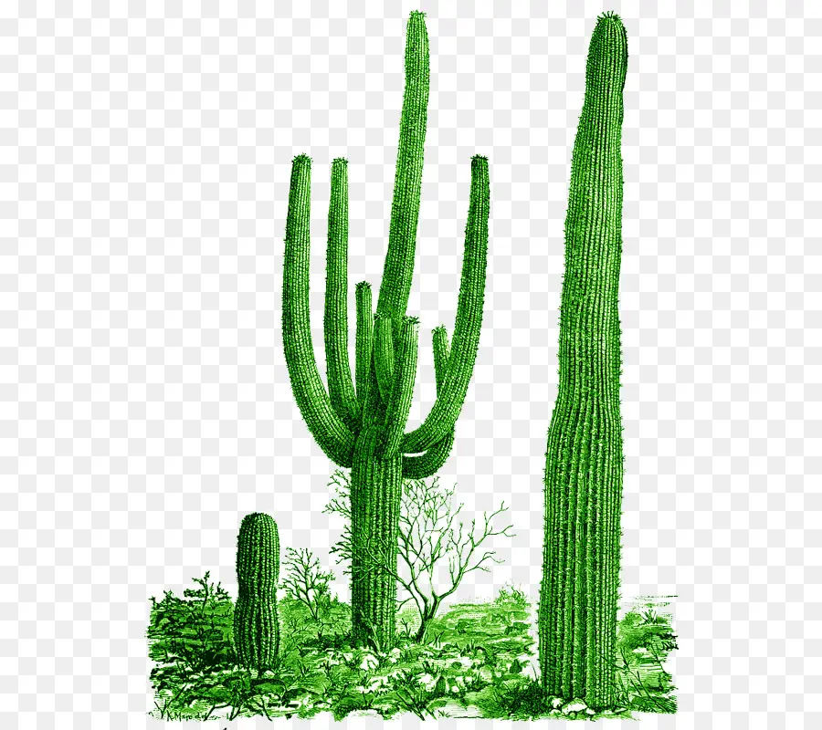 Cactaceae，Parque Nacional Saguaro PNG