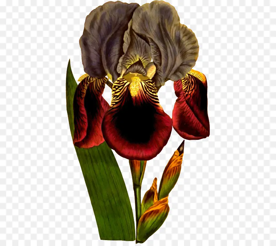 Flor，Iris PNG