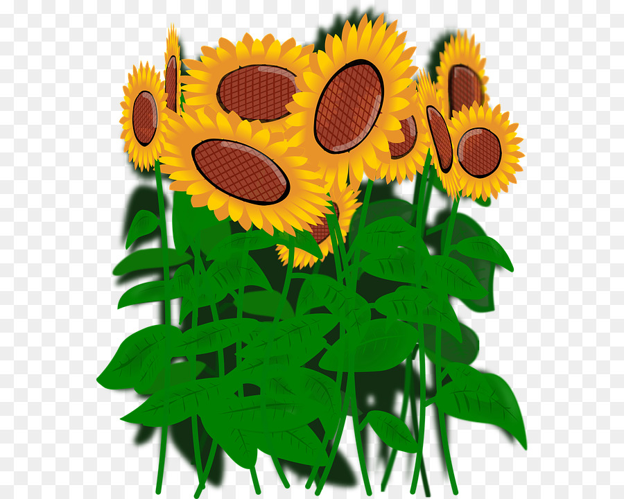 Girasoles，Flores PNG