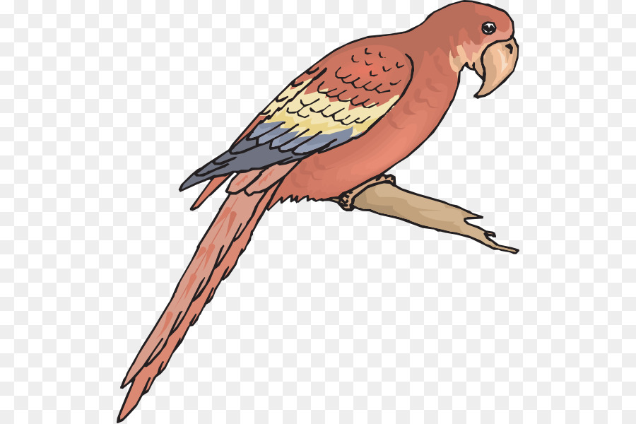 Loro Azul，Animal PNG