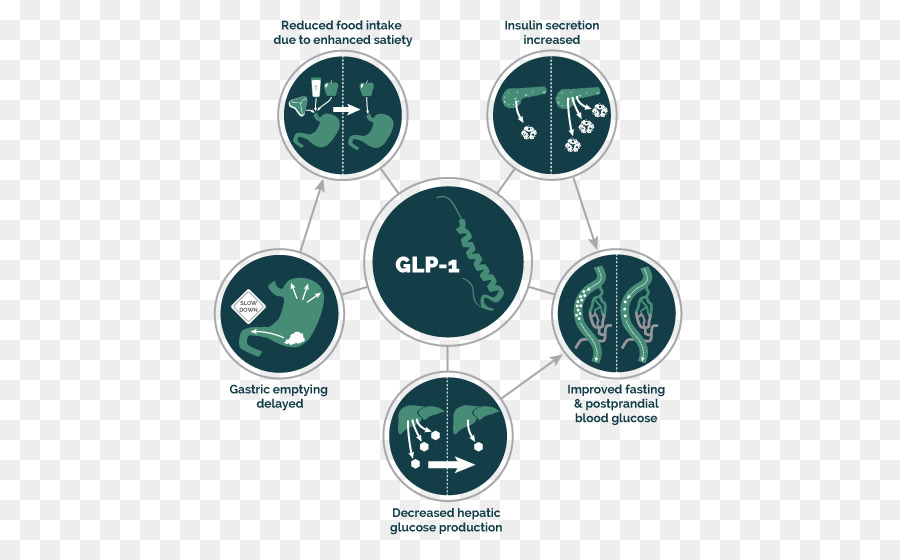 Glucagonlike Peptide1 Receptor Agonista，Glucagonlike Peptide1 PNG