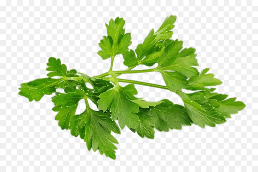 Cilantro，Hierba PNG