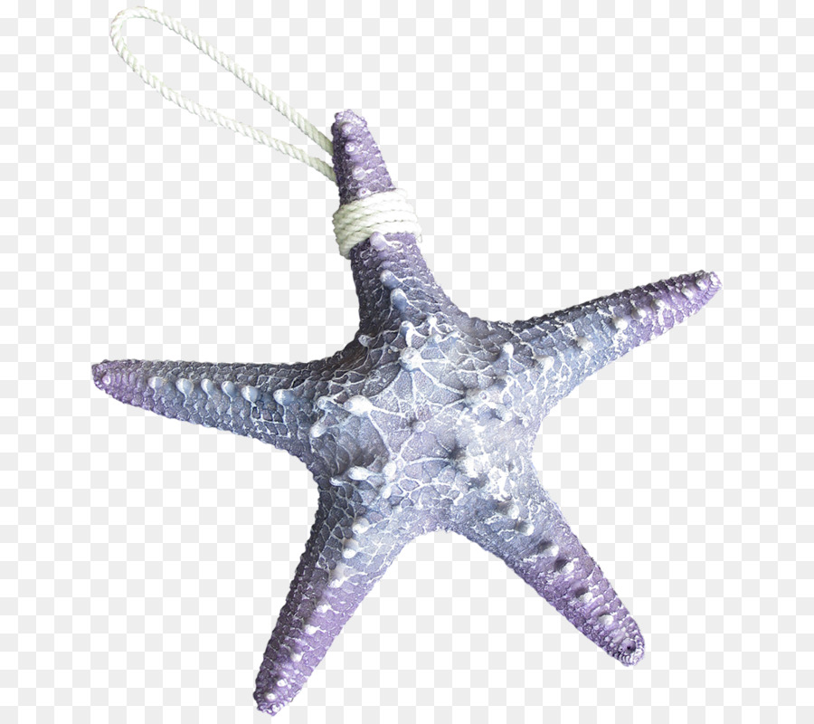 Estrella De Mar，Animal PNG