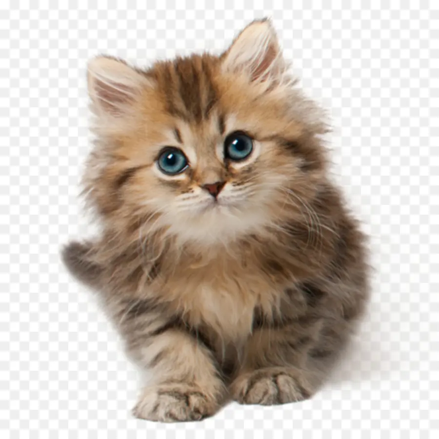 Gatito，Gato PNG