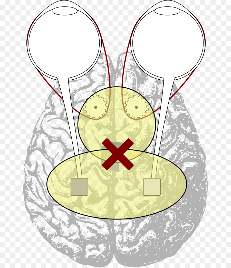 La Coordinación Motora，Cerebro PNG