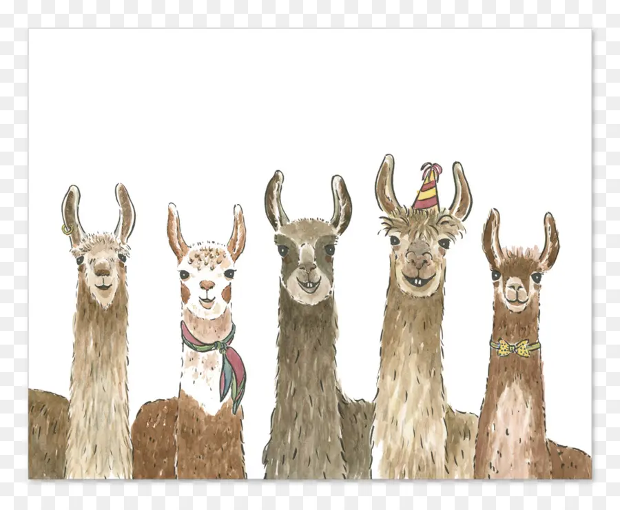 Llamas，Grupo PNG