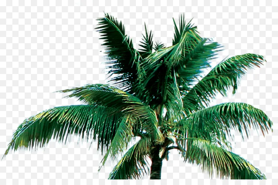 Palmera，Tropical PNG